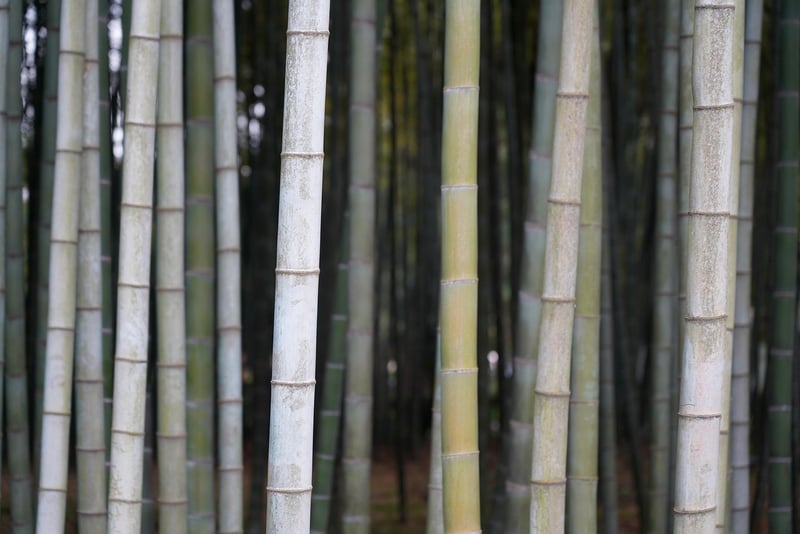 Bamboo Products